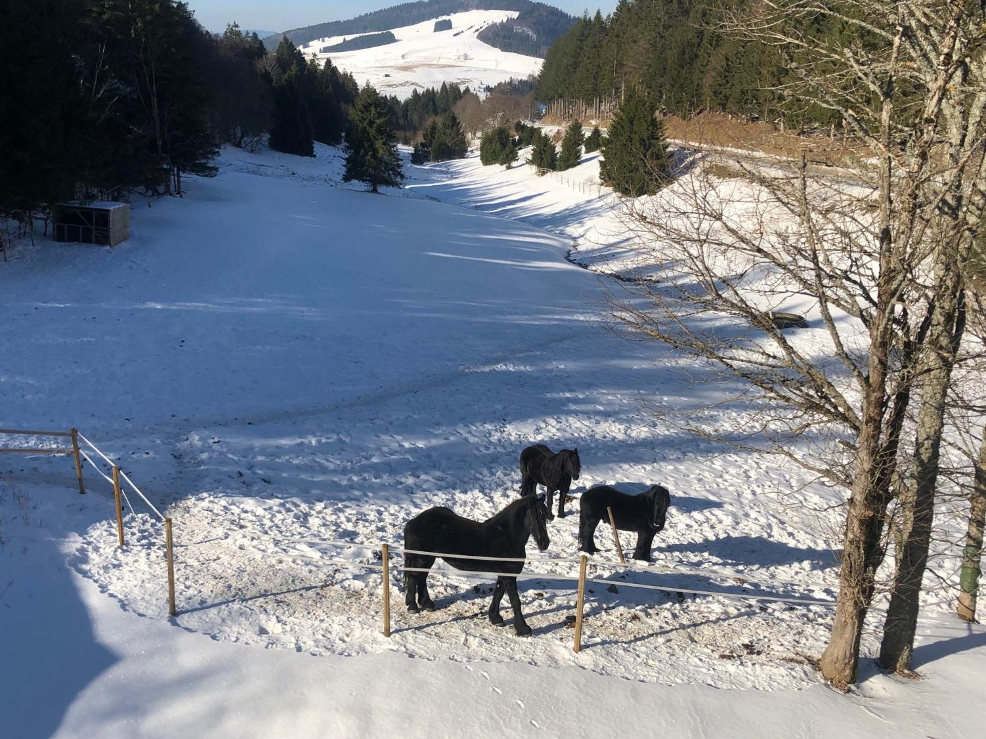 Waldhotel Auerhahn "Hochkopfhaus" Todtnau Exteriör bild